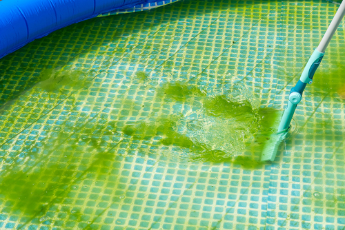How to Identify Different Types of Algae in Your Pool