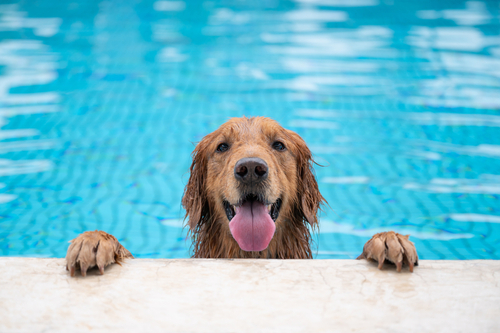 Pet-Specific Pool Safety Precautions