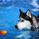 Pool Safety Measures for Kids and Pets